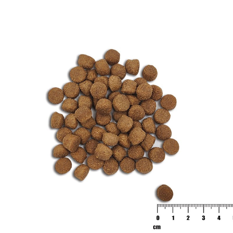 Raw Paleo Healthy grain Puppy Salmon 2 kg