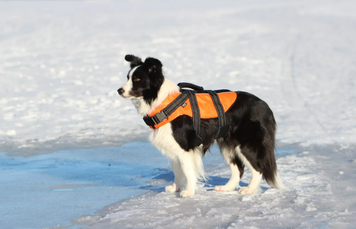 Rukka Pets Safety life vest